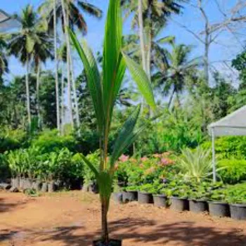 Organic Coconut Plant